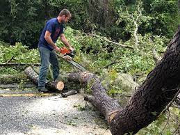 Best Palm Tree Trimming  in Towamensing Trails, PA