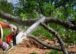 Best Tree Health Inspection  in Towamensing Trails, PA