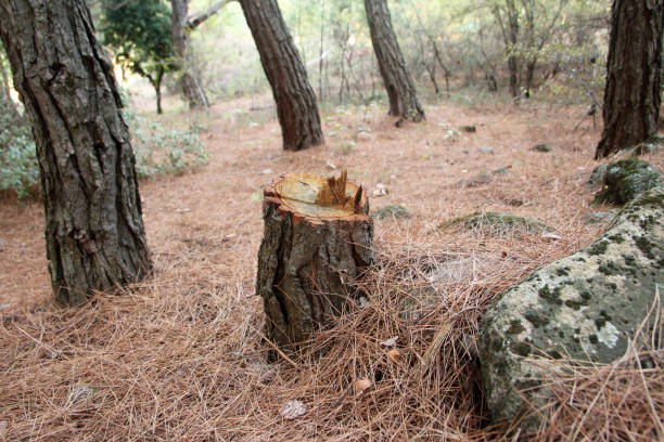 How Our Tree Care Process Works  in  Towamensing Trails, PA