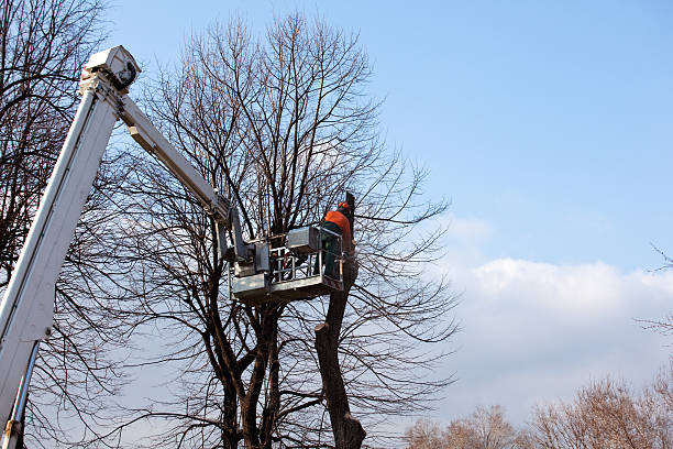 Best Firewood Processing and Delivery  in Towamensing Trails, PA